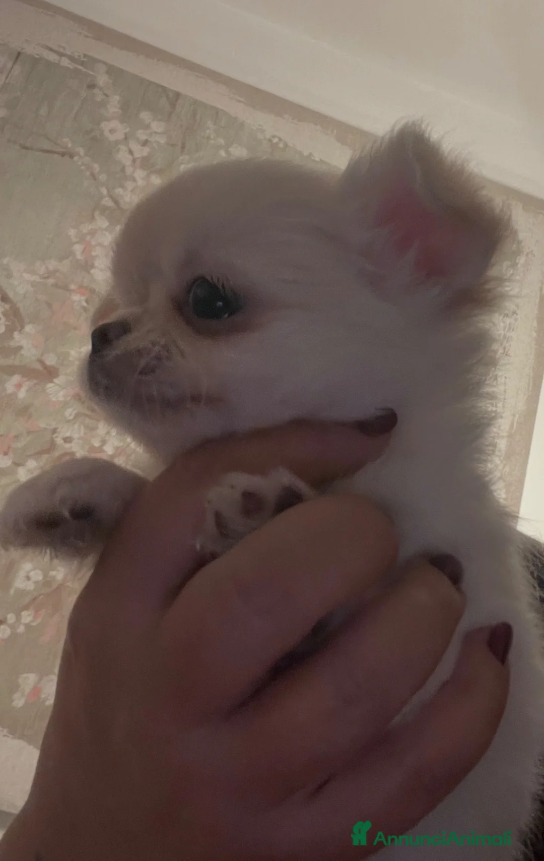 Chihuahua cani in vendita: Femmine chihuahua pelo lungo - Annuncio 2