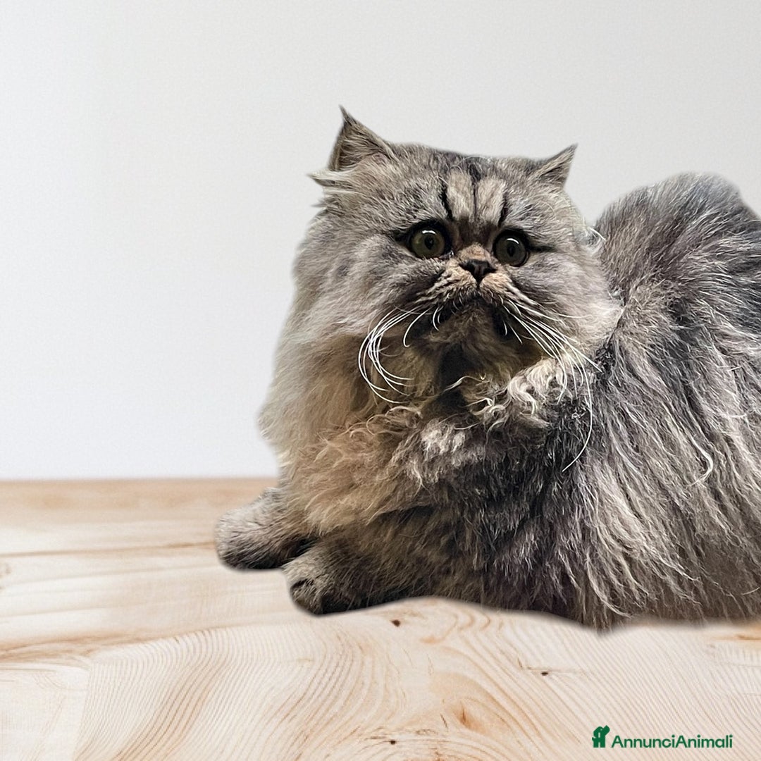 Persiano gatti in vendita: gatto persiano tabby con pedigree - Annuncio 3