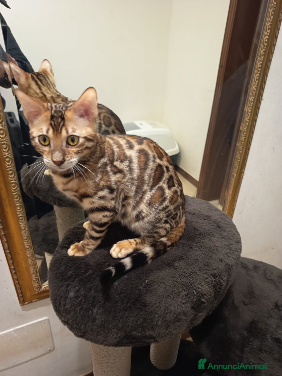 Bengala gatti in vendita: meraviglioso maschietto Bengala  - Annuncio 15