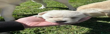 Labrador Cucciolo 3
