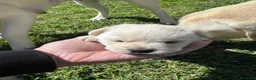 Labrador cani in vendita: Splendidi Cuccioli di Labrador - Annuncio 5
