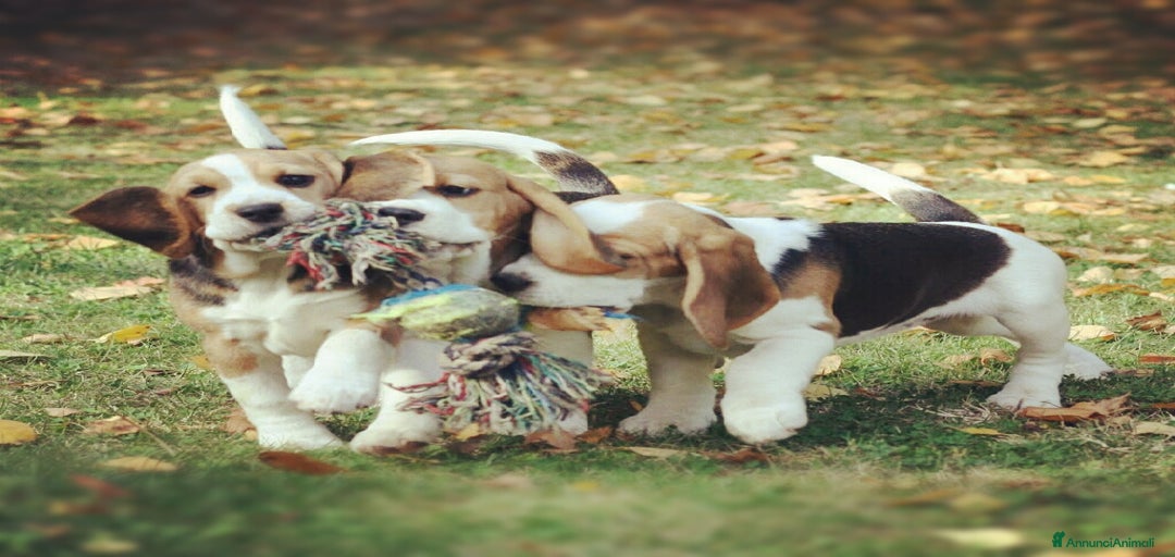 Immagine della galleria {{count}}