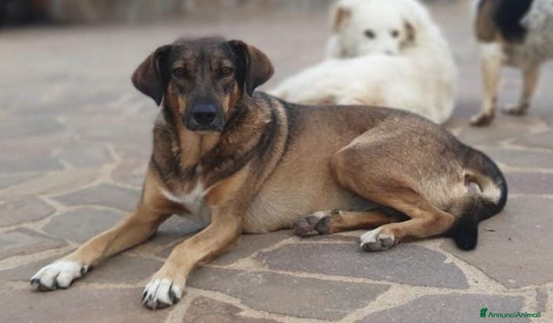 Meticcio cani in regalo: MINA una vita difficile dea raccontare a Pomezia - Annuncio 10