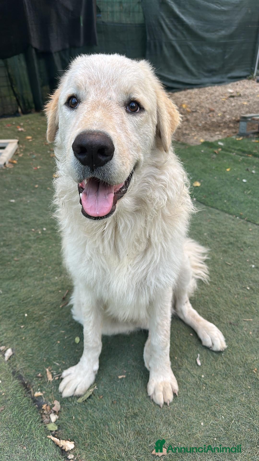 Pastore Abbruzzese Maremmano cani Adotta simil Maremmano - Annuncio 3