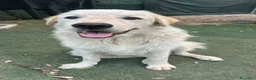Pastore Abbruzzese Maremmano cani in regalo: Adotta simil Maremmano a Provincia di Barletta-Andria-Trani - Annuncio 1