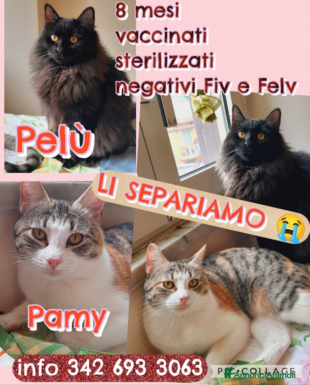 Europeo gatti 😔 Poveri Pamy e Pelù! - Annuncio 1