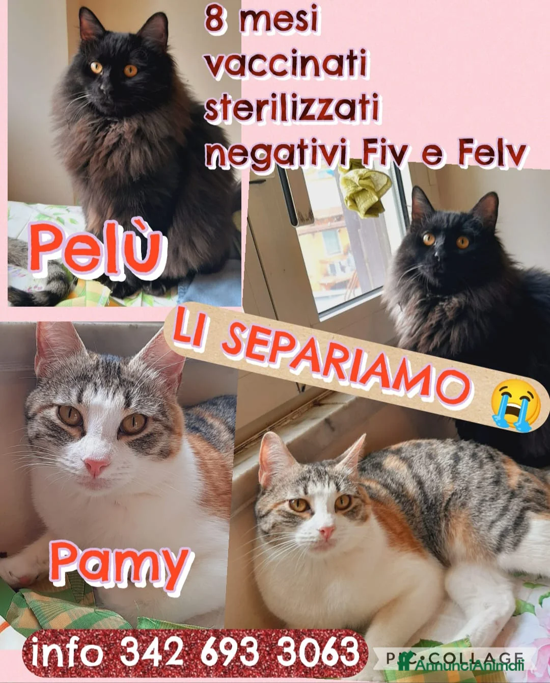 Europeo gatti in regalo: 😔 Poveri Pamy e Pelù! - Annuncio 1