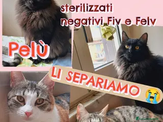 Europeo gatti 😔 Poveri Pamy e Pelù! - Annuncio 1