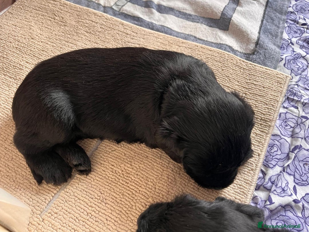 Schnauzer Gigante cani in vendita: cuccioli di Schnauzer gigante  - Annuncio 8