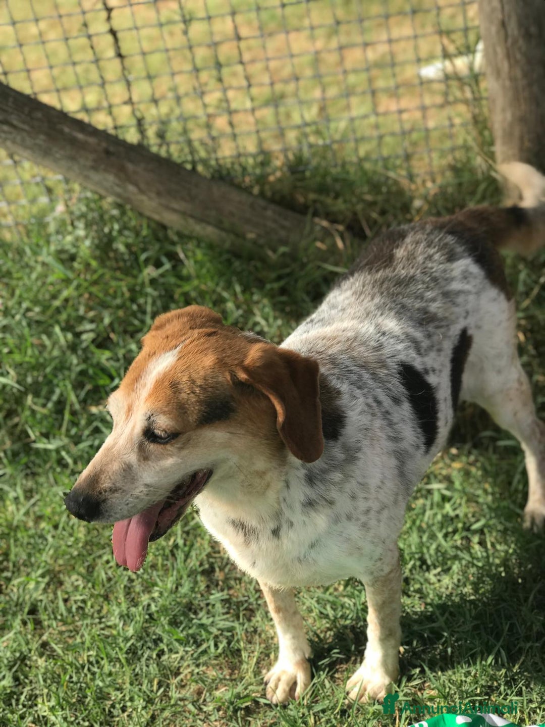 Meticcio cani in regalo: BILLY, simil beagle diversamente giovane a Provincia di Latina - Annuncio 4