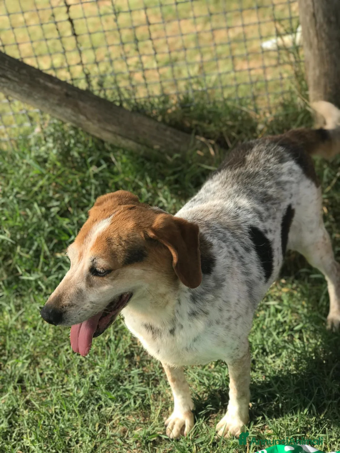Meticcio cani in regalo: BILLY, simil beagle diversamente giovane a Provincia di Latina - Annuncio 4