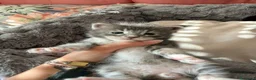 Maine Coon gatti in vendita: Da Leo e alaska 5  fantastici cuccioli!!! - Annuncio 18