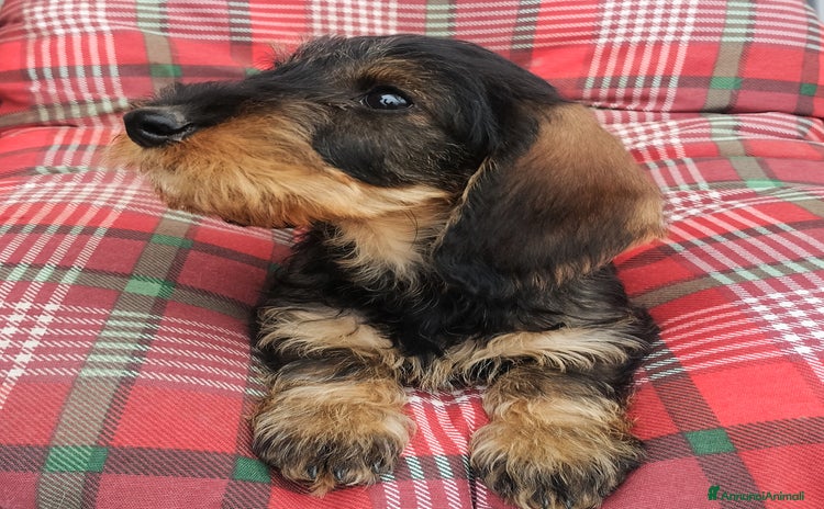 Bassotto cani a Provincia di Pavia - Annuncio 2