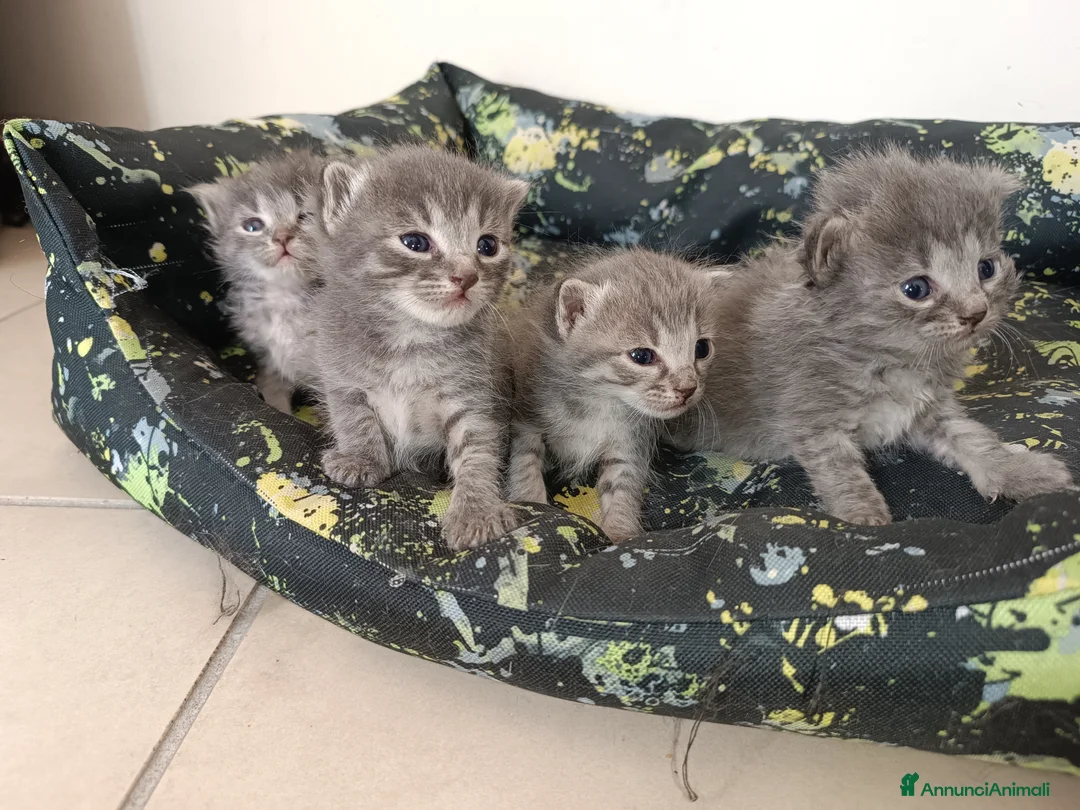 Certosino gatti in vendita: Gattini nati il 13 aprile  - Annuncio 2