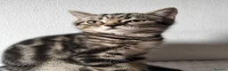 Scottish gatti in vendita: Gattini Scottish  - Annuncio 3