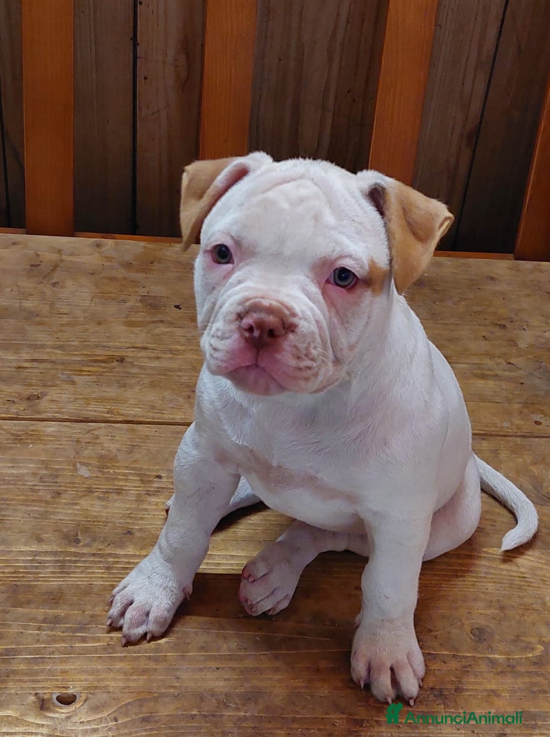 Bulldog cani in vendita: American bulldog  - Annuncio 6