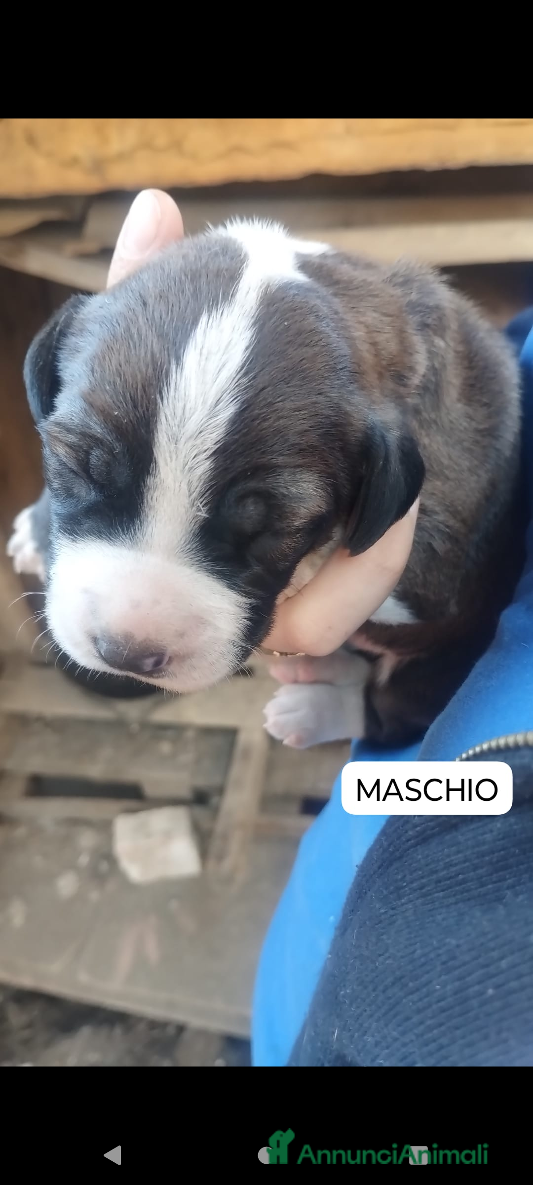 Meticcio cani in regalo: Regalo cuccioli - Annuncio 3