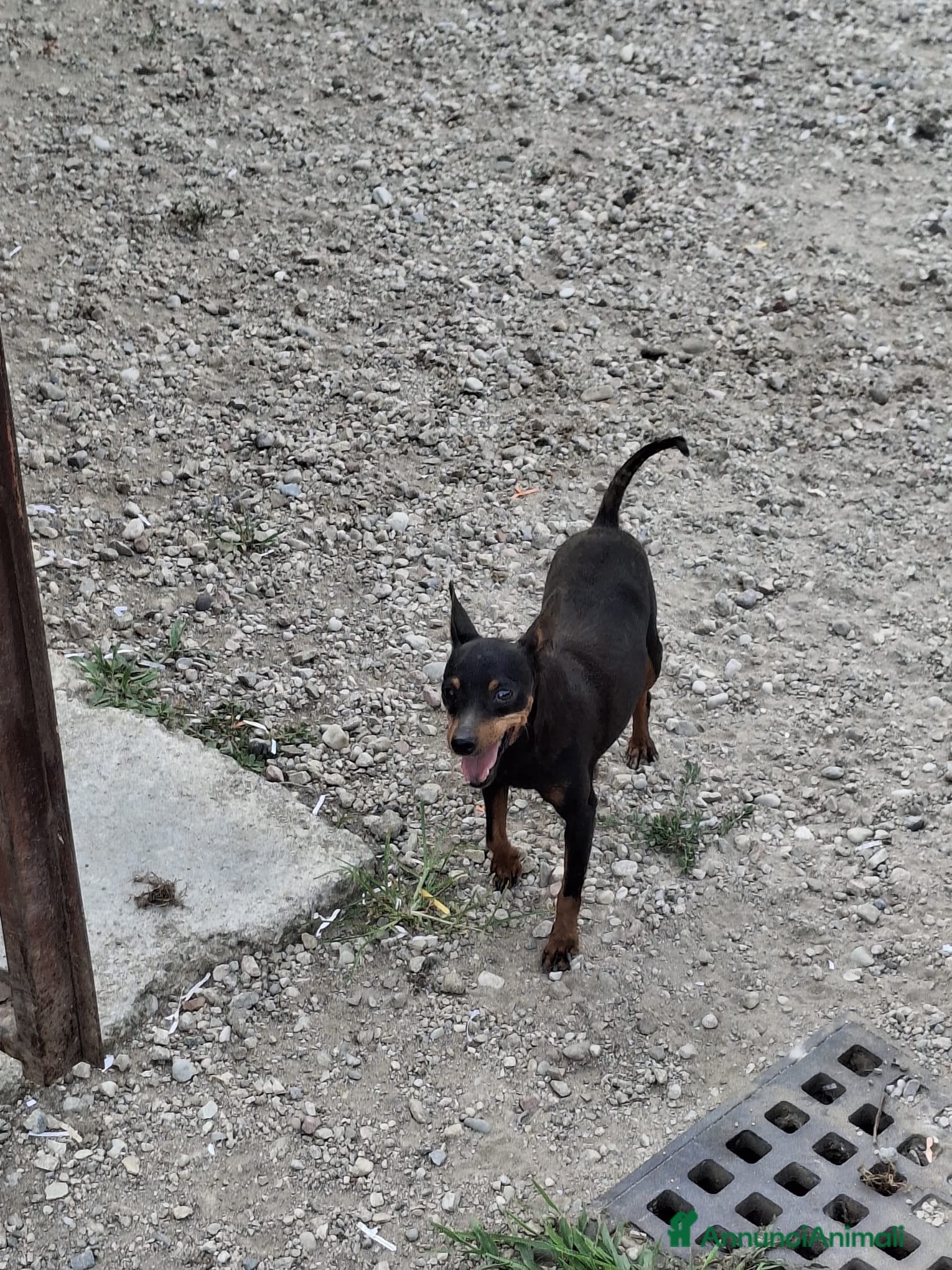 Pinscher Miniatura cani Cuccioli di pinscher nano - Annuncio 1