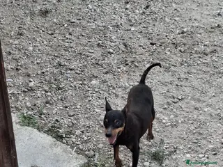 Pinscher Miniatura cani Cuccioli di pinscher nano - Annuncio 31