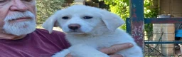 Meticcio cani in regalo: LA BELLISSIMA BRIGITTE CERCA ADOZIONE - Annuncio 3