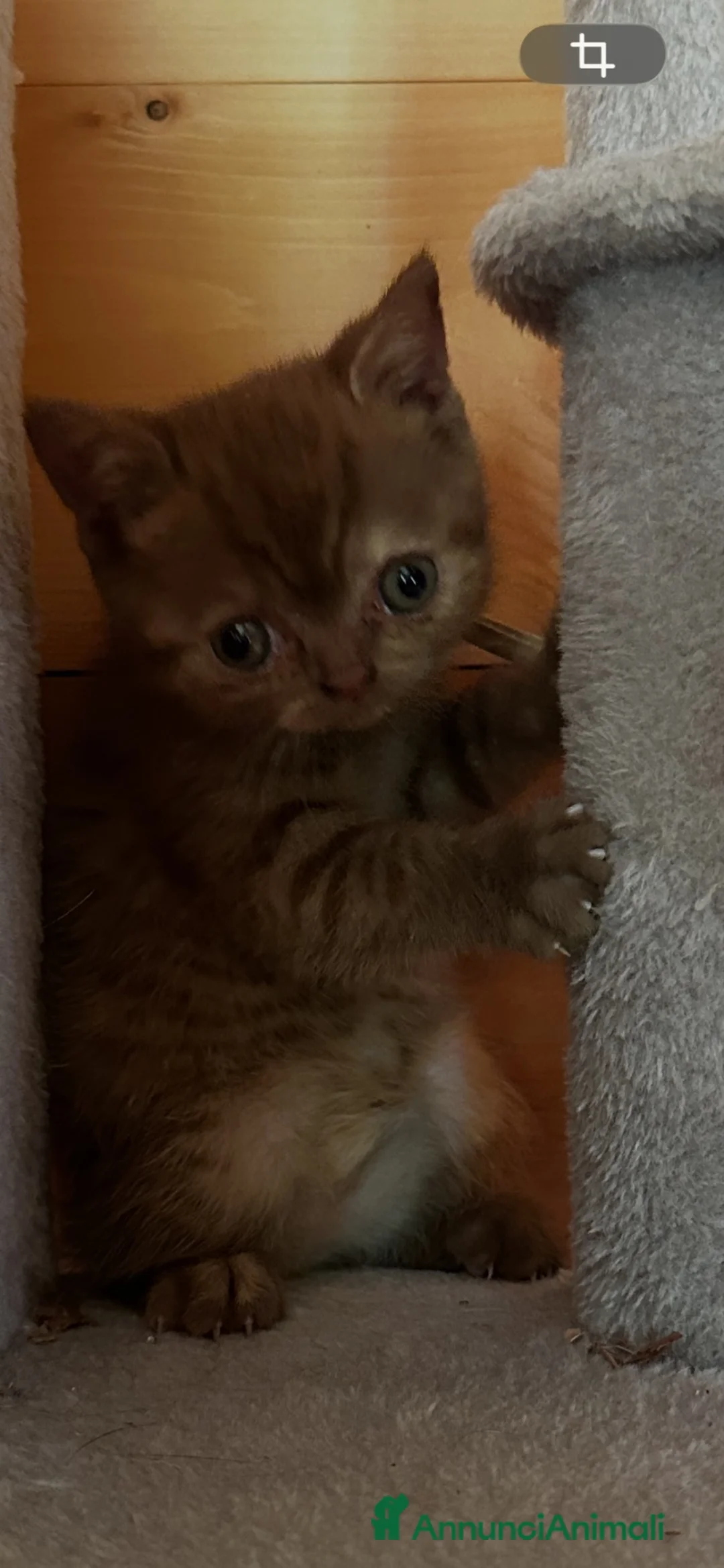 British gatti in vendita: Cuccioli British shorthair Cinnamon  - Annuncio 1