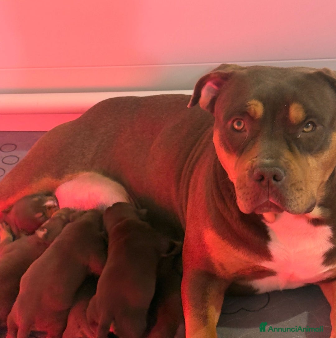 American Bully cani in vendita: Cuccioli di American Bully - Annuncio 5