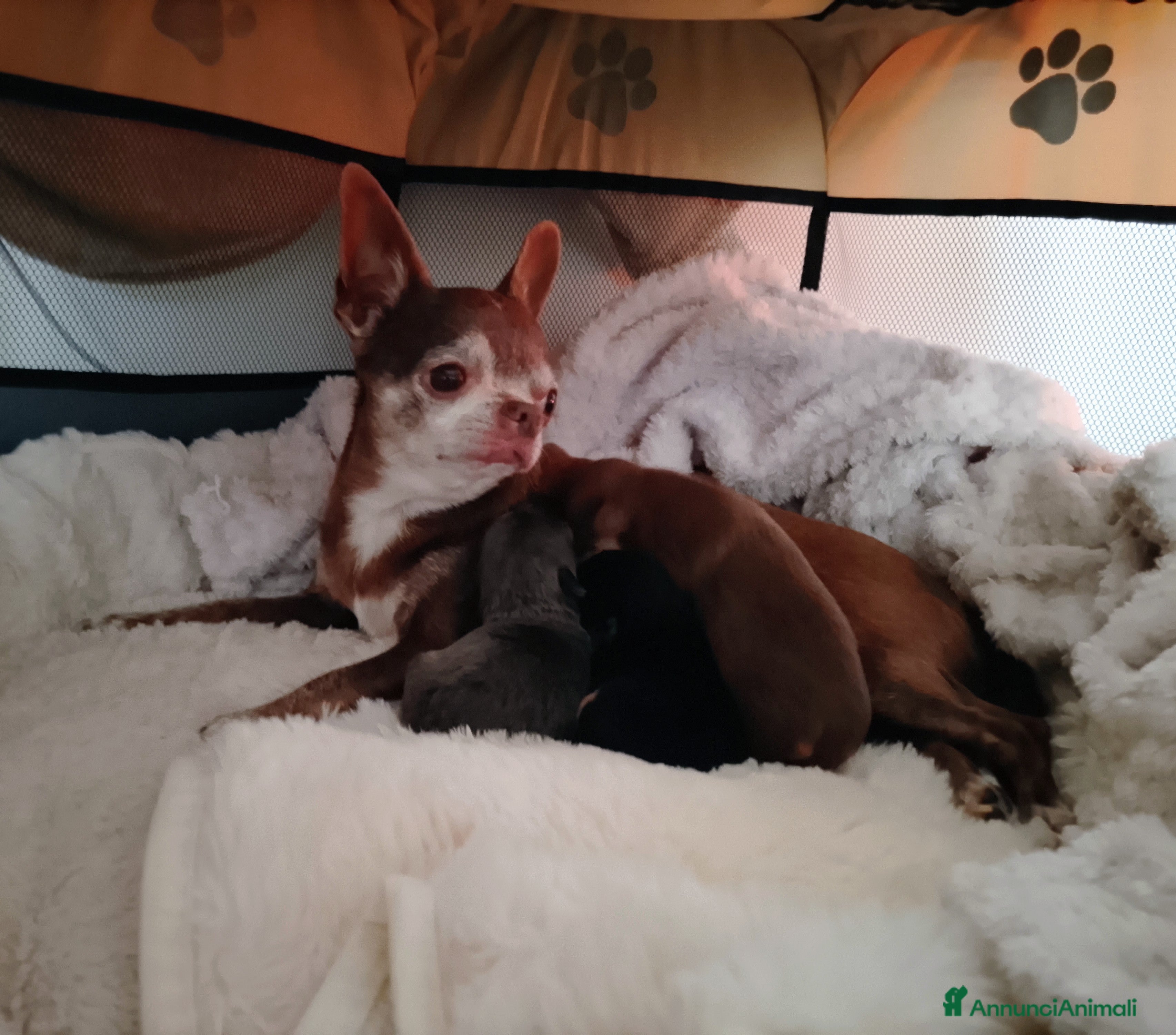 Chihuahua cani Chihuahua pedigree ENCI  - Annuncio 2