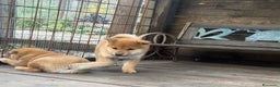 Shiba Inu cani in vendita: Shiba inu cucciolo  - Annuncio 2