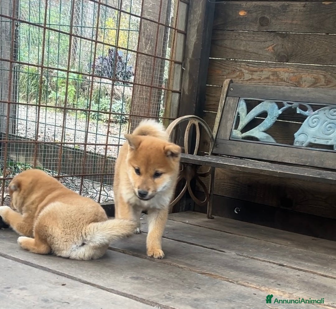 Shiba Inu cani in vendita: Shiba inu cucciolo  - Annuncio 2