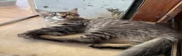 Maine Coon gatti in vendita: Maine coon cucciola  - Annuncio 8