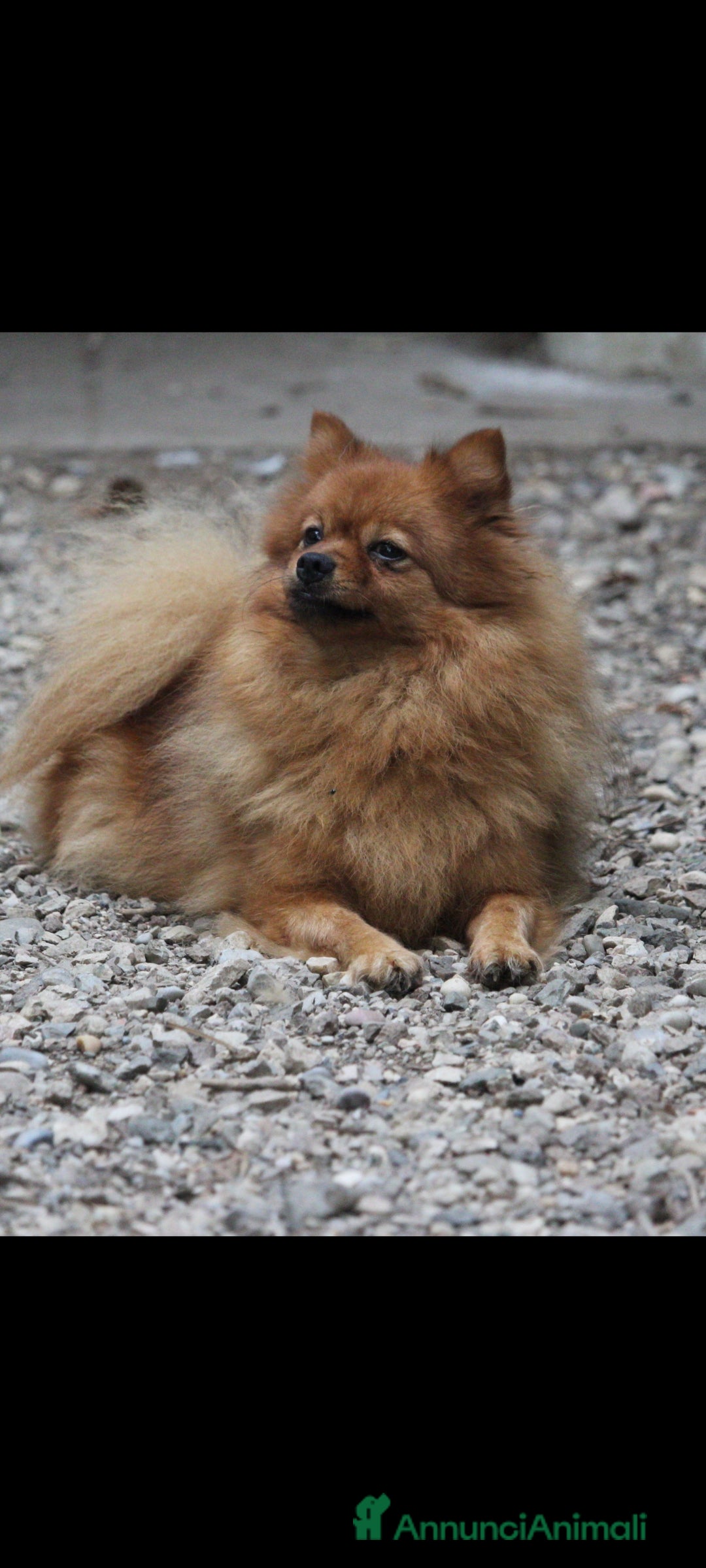 Spitz cani in vendita: Cucciola di Spitz tedesco piccolo  - Annuncio 2