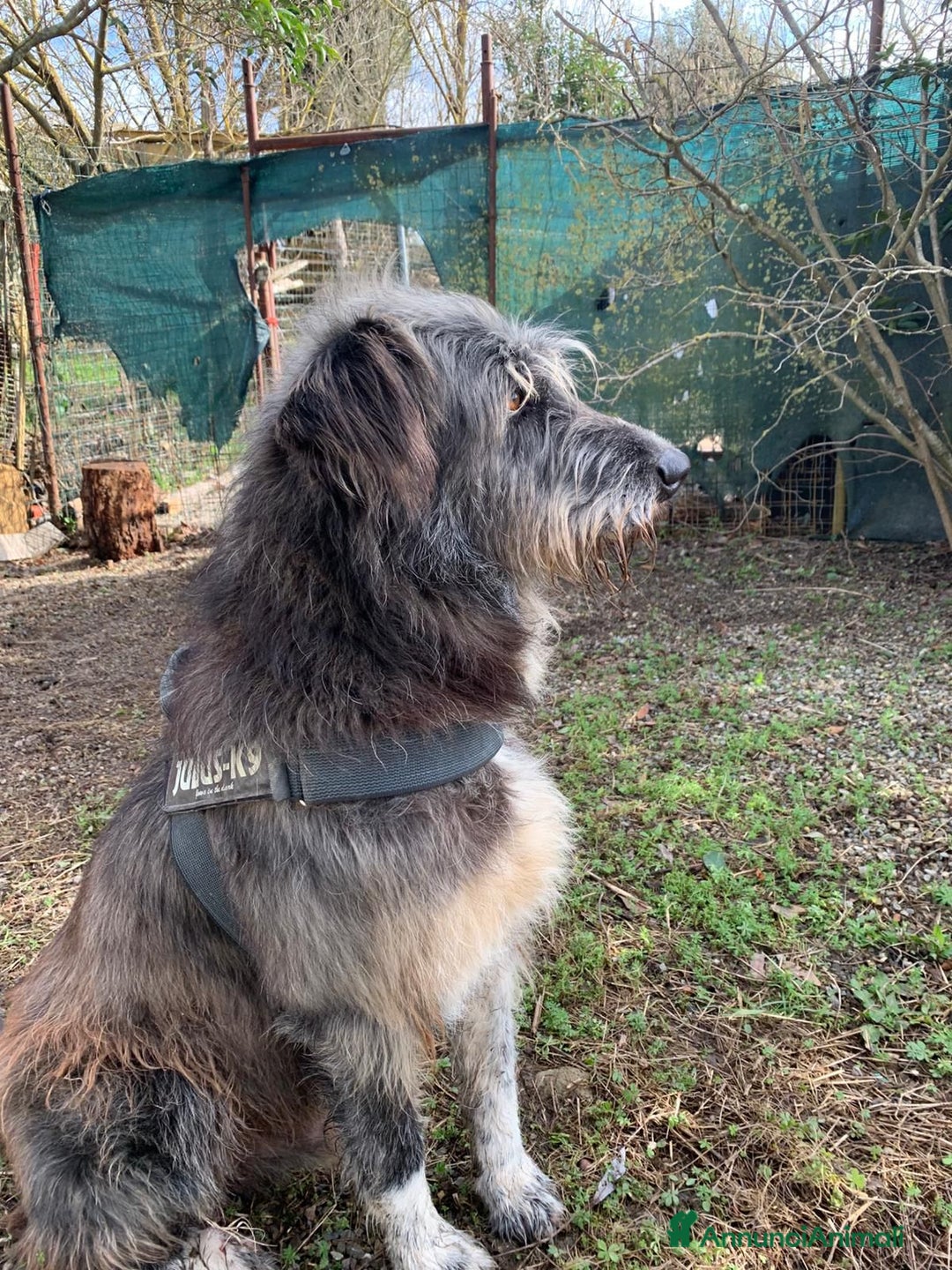 Meticcio cani in regalo: Benji un gigante affettuosissimo a Città Metropolitana di Milano - Annuncio 8