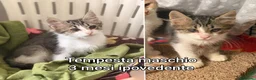 Altre razze gatti in regalo: GATTINI BISOGNOSI IN CERCA D'AMORE  a Città Metropolitana di Bologna - Annuncio 10