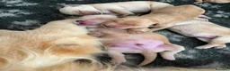Golden Retriever cani in vendita: Golden Retriever  - Annuncio 10