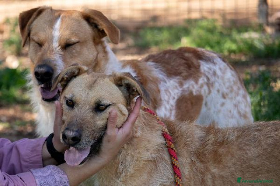 Altre razze cani in regalo: Hey Jude! a Provincia di Alessandria - Annuncio 6