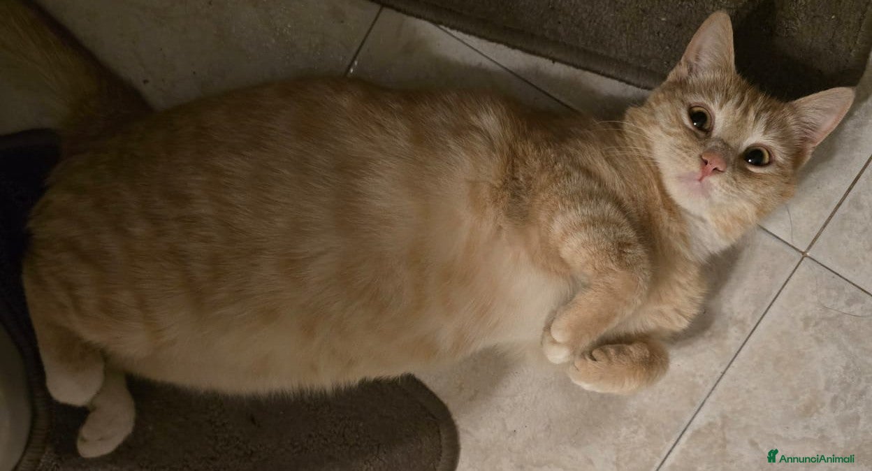 Meticcio gatti MIELE micia dolcissima - Annuncio 1