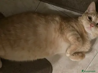 Meticcio gatti MIELE micia dolcissima - Annuncio 1