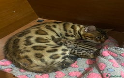 Bengala gatti in vendita: gatto bengala cuccioli a Città metropolitana di Roma Capitale - Immagine 4