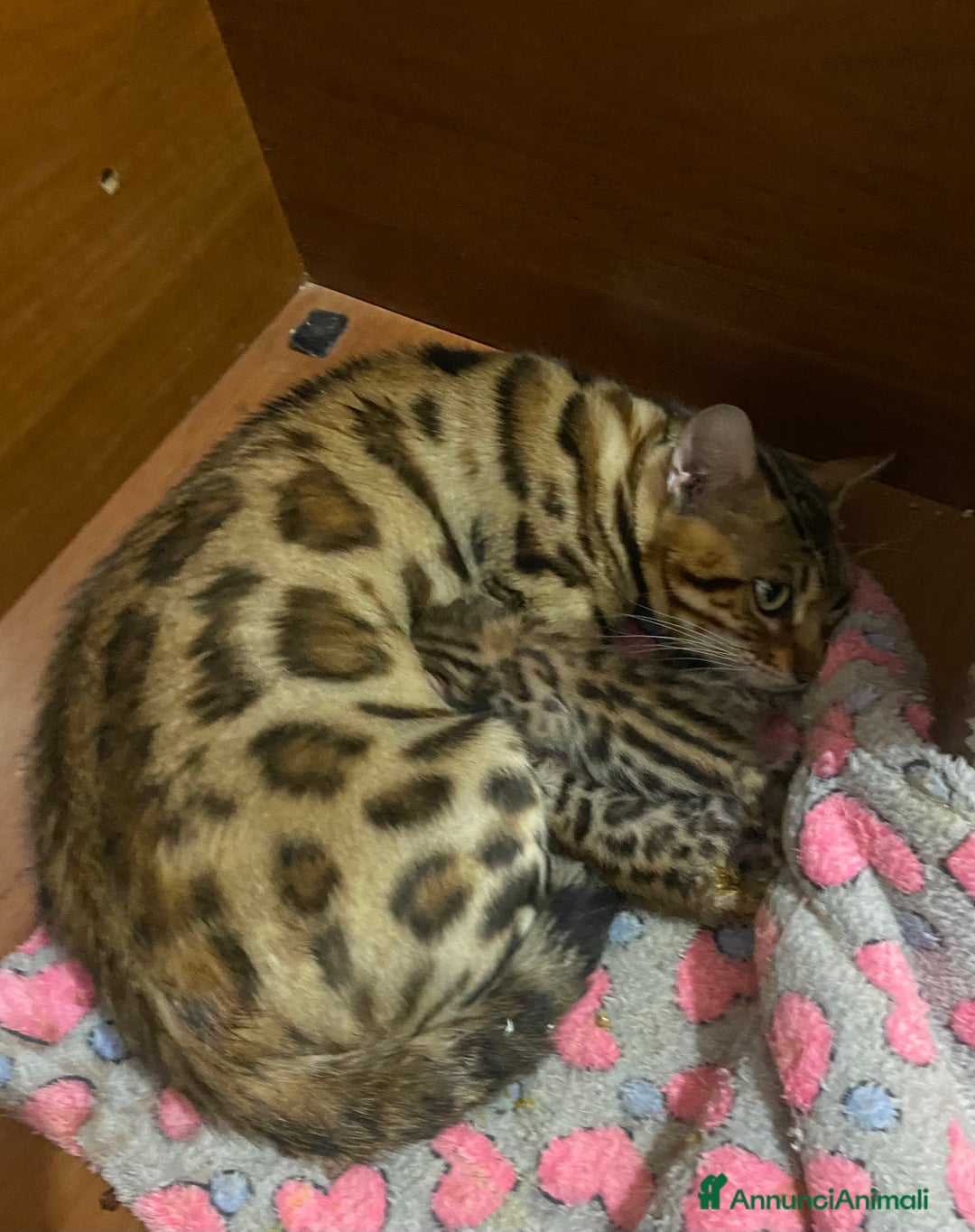 Bengala gatti in vendita: gatto bengala cuccioli a Città metropolitana di Roma Capitale - Immagine 4