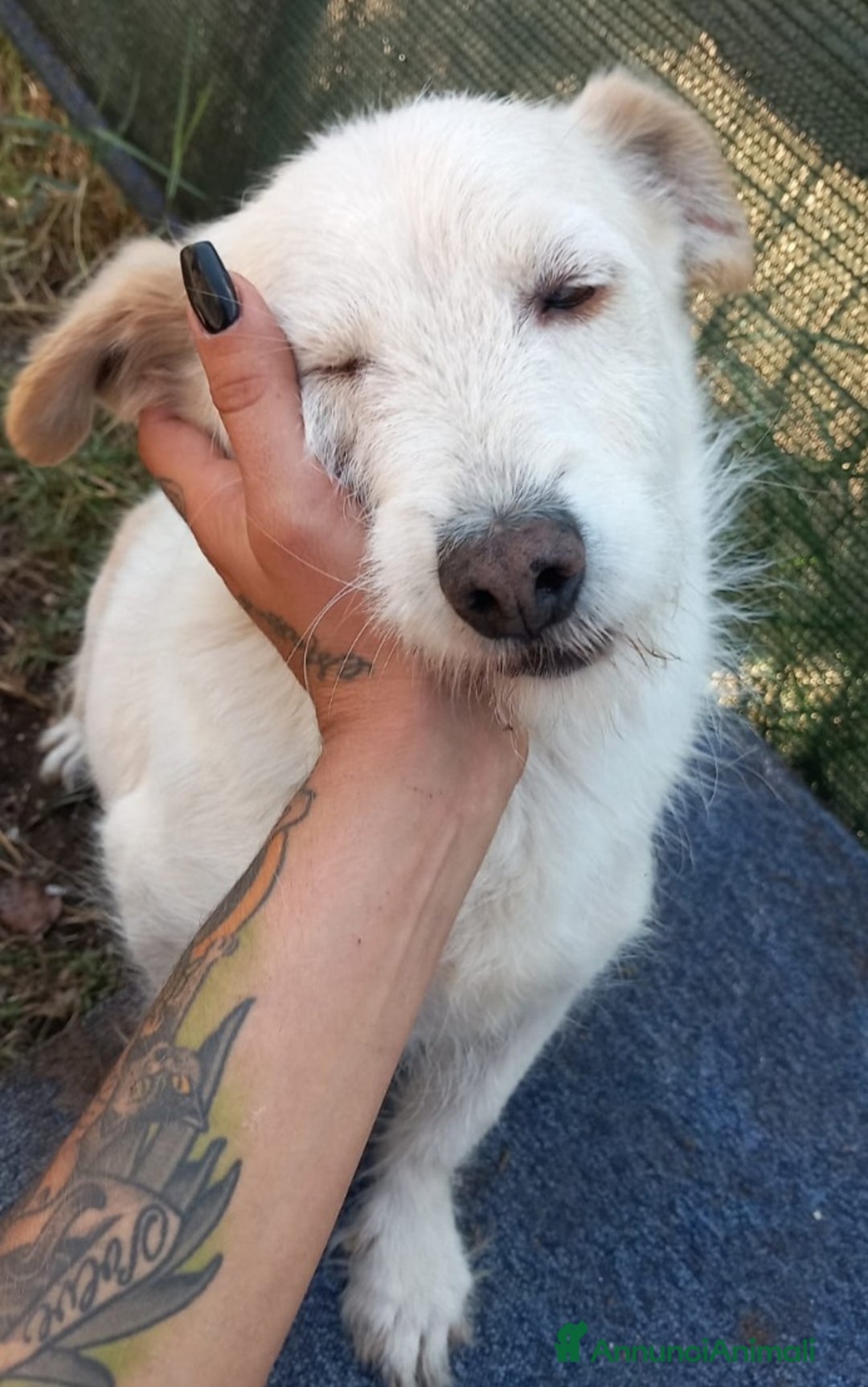 Meticcio cani in regalo: Mix Jack Russel 9anni tg piccola URGE CASA ABRUZZO a Città Metropolitana di Milano - Annuncio 2