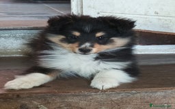 Shetland Sheepdog cani in vendita: Cuccioli Shetland sheepdog a Provincia di Alessandria - Immagine 1