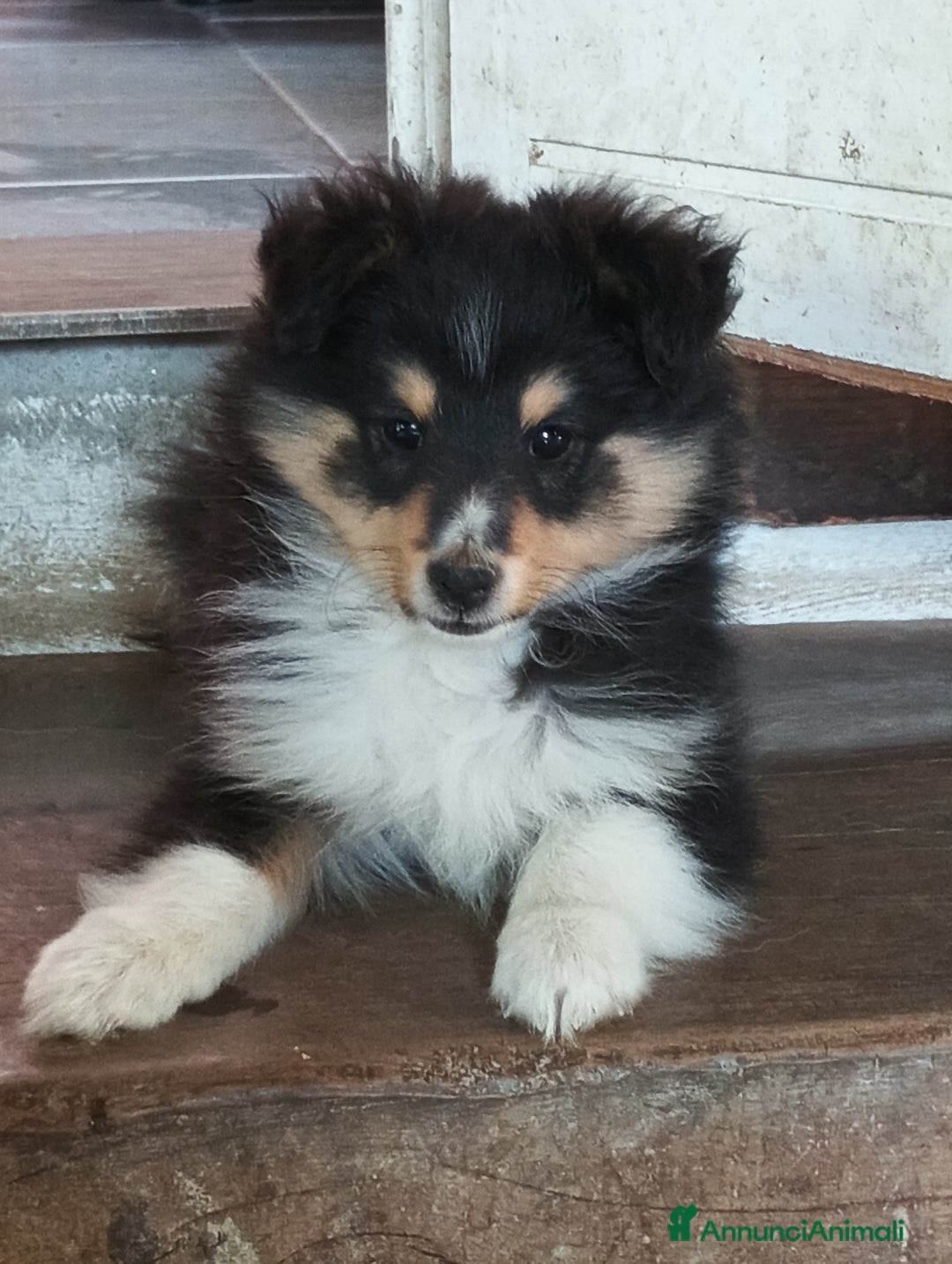 Shetland Sheepdog cani in vendita: Cuccioli Shetland sheepdog a Provincia di Alessandria - Immagine 1