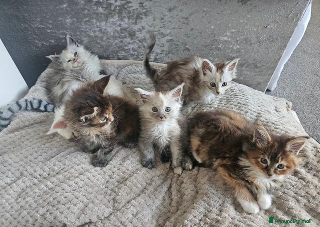 Maine Coon gatti in vendita: Cuccioli di Maine Coon ❤️ - Annuncio 6