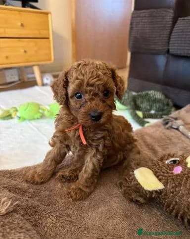 Barboncino Toy cani Cuccioli di Barboncino Toy di Razza Pura - Annuncio 28