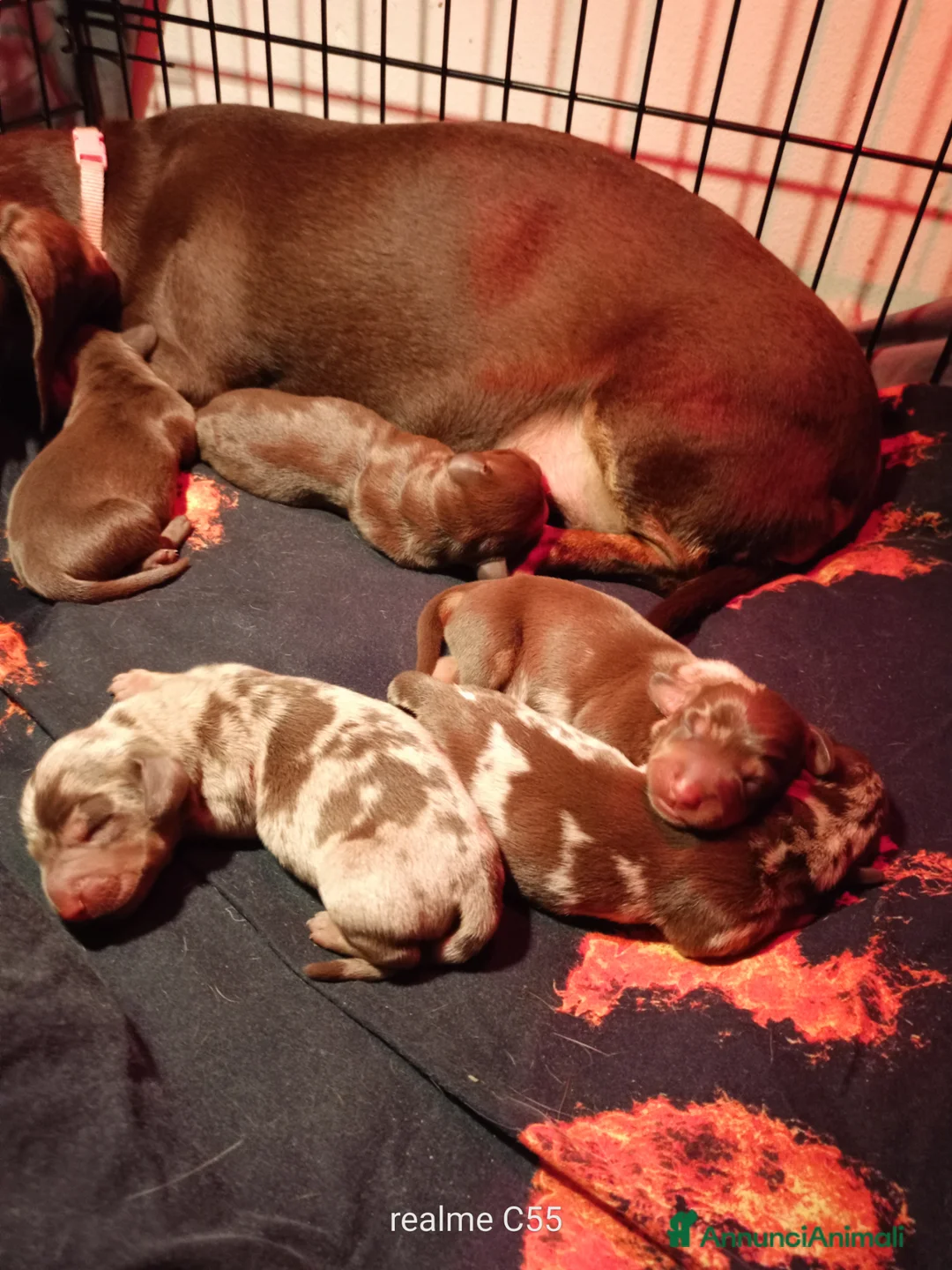 Bassotto cani in vendita: CUCCIOLI DI BASSOTTO NATI IN CASA a Provincia di Varese - Annuncio 1