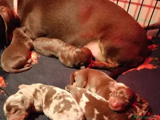 Bassotto cani CUCCIOLI DI BASSOTTO NATI IN CASA - Annuncio 1