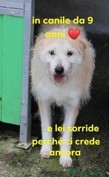 Meticcio cani TRUDY ti sorride e spera... - Annuncio 1