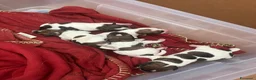 Jack Russell cani in vendita: Cuccioli di jack russell - Annuncio 1