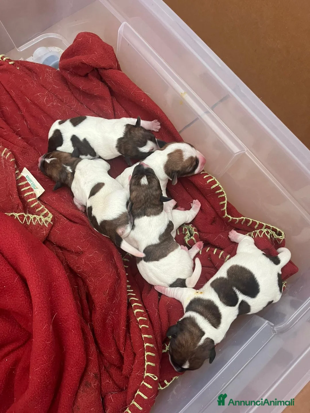 Jack Russell cani in vendita: Cuccioli di jack russell - Annuncio 1