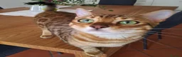 Bengala gatti in vendita: Gattina Bengala di 9 mesi - Annuncio 2